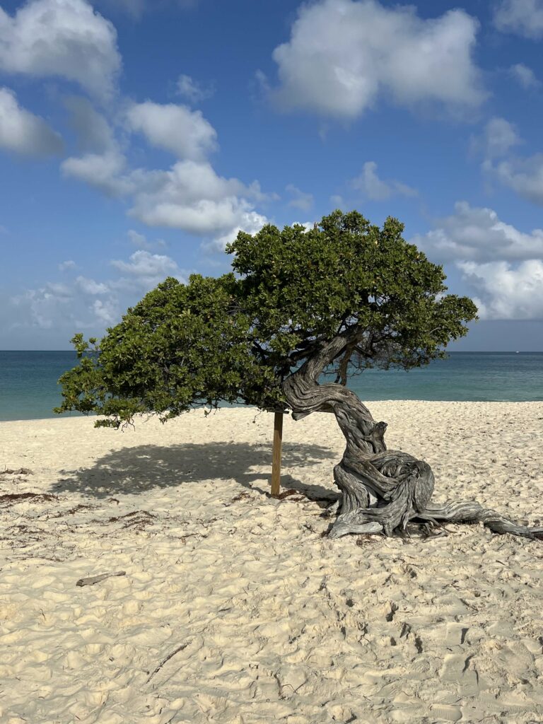 Arubalainen Dividi-puu.